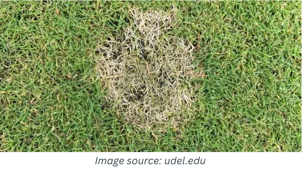 Dollar Spot