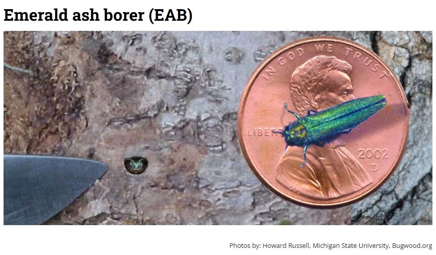 Image Source: https://www.dnr.state.mn.us/invasives/terrestrialanimals/eab/index.html