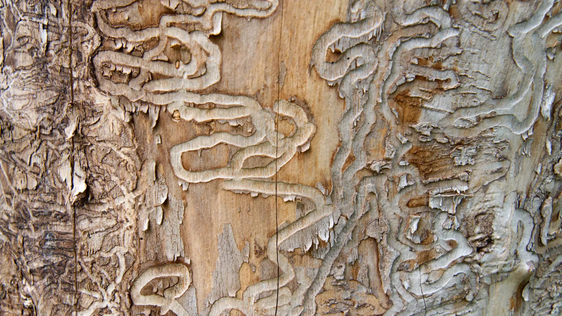 EAB Service