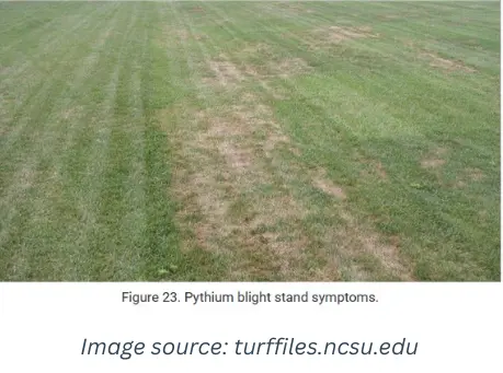Pythium blight